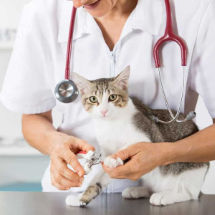 Smart Assist Pet Hizmetleri Parazit Damlası, Tırnak Kesimi, Göz Temizliği , Kulak Temizliği